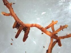 Life (Earth Primer #3)