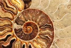 Calvino fa la conchiglia