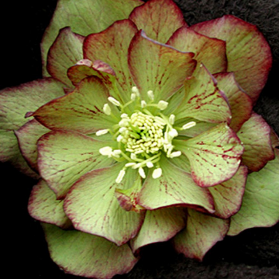 Feature image for Autumn Journal on Autumn Journal: 20-22