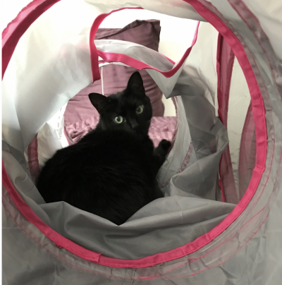 Feature image for Beanie the Cat