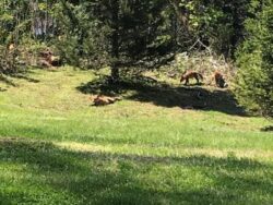 Foxes in the Time of Coronavirus