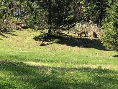 Feature image for Foxes in the Time of Coronavirus